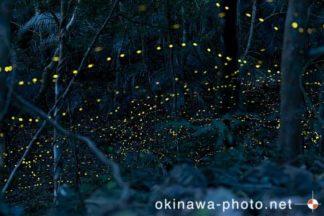 ヤエヤマボタル