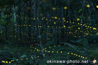 ヤエヤマボタル