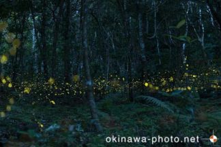 ヤエヤマボタル