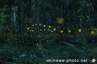 ヤエヤマボタル