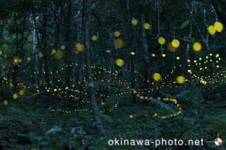 ヤエヤマボタル