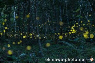 ヤエヤマボタル