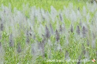 サトウキビ畑