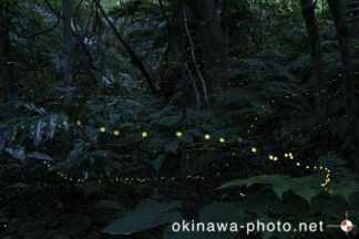 ヤエヤマボタル