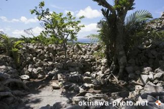 ソイツギ（今帰仁城跡内）