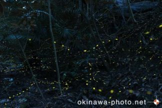 ヤエヤマボタル