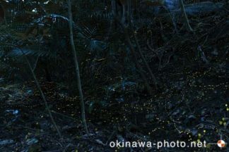 ヤエヤマボタル