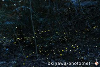 ヤエヤマボタル