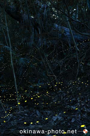 ヤエヤマボタル