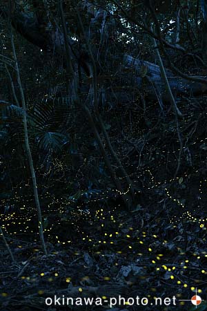 ヤエヤマボタル