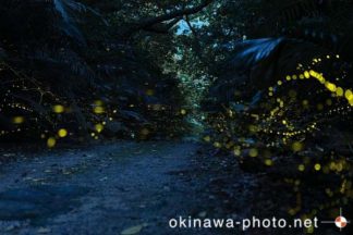 ヤエヤマボタル