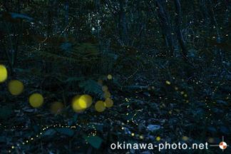ヤエヤマボタル