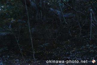 ヤエヤマボタル