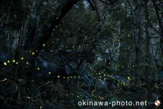 ヤエヤマボタル