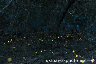 ヤエヤマボタル