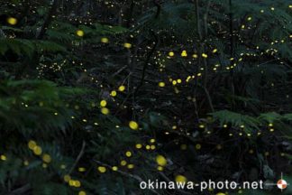 ヤエヤマボタル