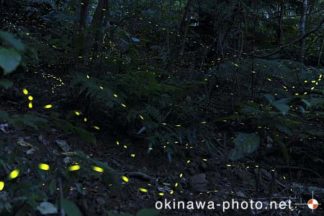 ヤエヤマボタル
