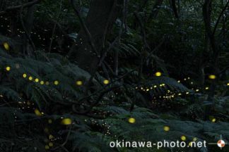 ヤエヤマボタル
