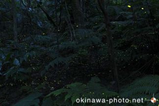 ヤエヤマボタル