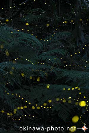 ヤエヤマボタル