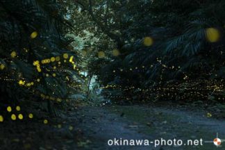 ヤエヤマボタル