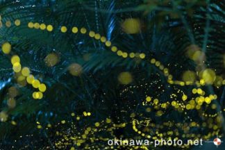 ヤエヤマボタル