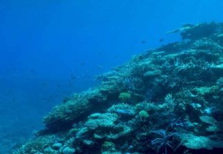 サンゴと熱帯魚