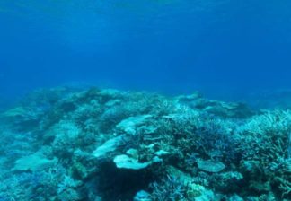 サンゴと熱帯魚