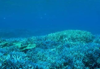 サンゴと熱帯魚