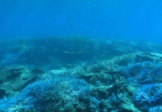 サンゴと熱帯魚