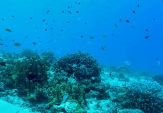 サンゴと熱帯魚