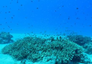 サンゴと熱帯魚