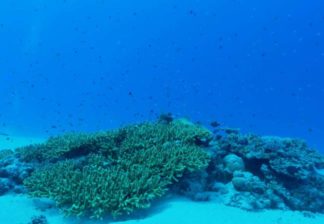 サンゴと熱帯魚