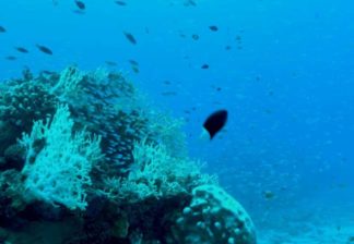 サンゴと熱帯魚