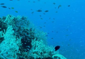 サンゴと熱帯魚