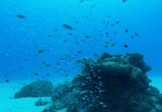 サンゴと熱帯魚