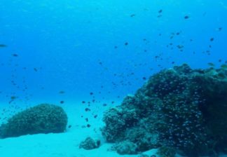 サンゴと熱帯魚