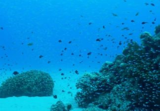 サンゴと熱帯魚