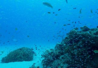 サンゴと熱帯魚