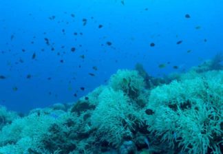 サンゴと熱帯魚