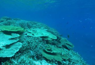 サンゴと熱帯魚