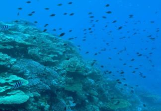 サンゴと熱帯魚